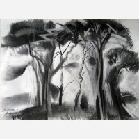Ancient Pine Trees, Kesgrave. 2009 by Stephen B. Whatley